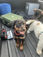 Red, a female Rottweiler for sale in Chicago, IL – 8 of 8