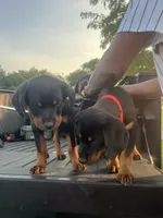 Red, a female Rottweiler for sale in Chicago, IL – 7 of 8