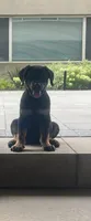 Pinky, a male Rottweiler for sale in Highland Park, IL – 2 of 7