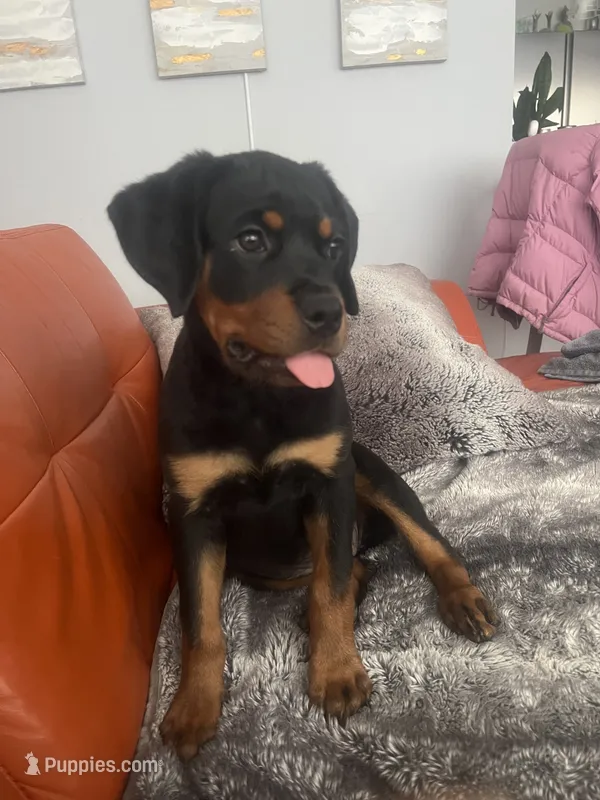 Twinkle – Rottweiler puppy for sale in Highland Park, IL