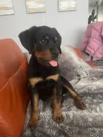 Twinkle, a female Rottweiler for sale in Highland Park, IL – 1 of 5