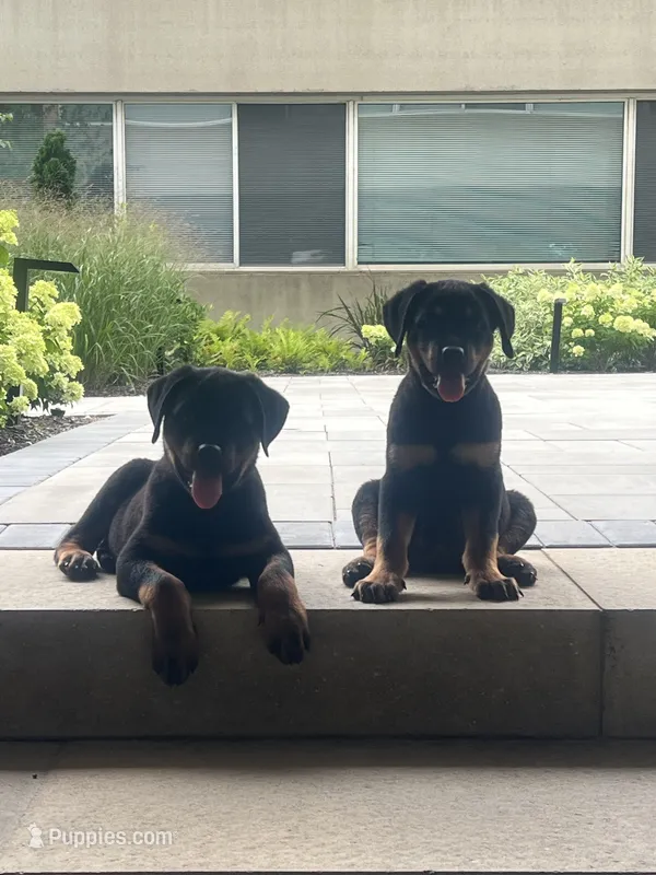 Blue – Rottweiler puppy for sale in Chicago, IL