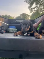 Blue, a male Rottweiler for sale in Chicago, IL – 3 of 6