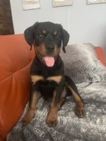 Twinkle, a female Rottweiler for sale in Highland Park, IL – 3 of 5