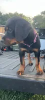 Pinky, a male Rottweiler for sale in Highland Park, IL – 7 of 7