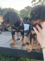 Pinky, a male Rottweiler for sale in Chicago, IL – 2 of 7
