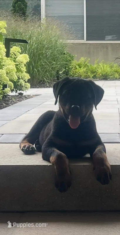 Blue – Rottweiler puppy for sale in Chicago, IL