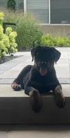 Blue, a male Rottweiler for sale in Highland Park, IL – 1 of 6