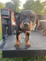 Rollie , a male Rottweiler for sale in Highland Park, IL – 2 of 3