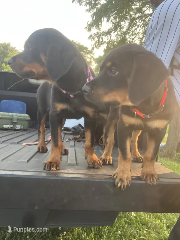 Pinky – Rottweiler puppy for sale in Chicago, IL
