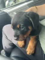 Red, a female Rottweiler for sale in Chicago, IL – 5 of 8