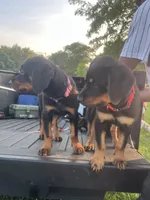 Red, a female Rottweiler for sale in Chicago, IL – 3 of 8