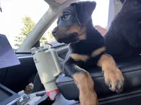 Pinky, a male Rottweiler for sale in Chicago, IL – 6 of 7