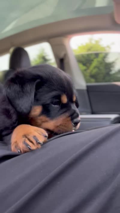 Blue, a male Rottweiler for sale in Chicago, IL – 5 of 6