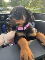 Pinky, a male Rottweiler for sale in Chicago, IL – 3 of 7