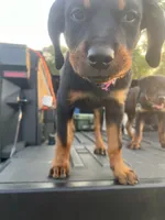 Pinky, a male Rottweiler for sale in Chicago, IL – 4 of 7