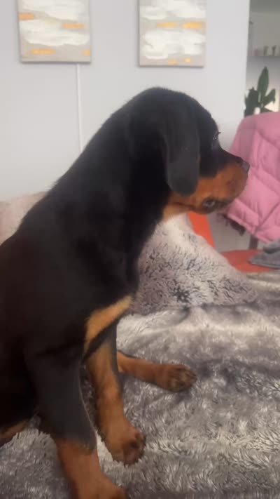Twinkle, a female Rottweiler for sale in Highland Park, IL – 4 of 5