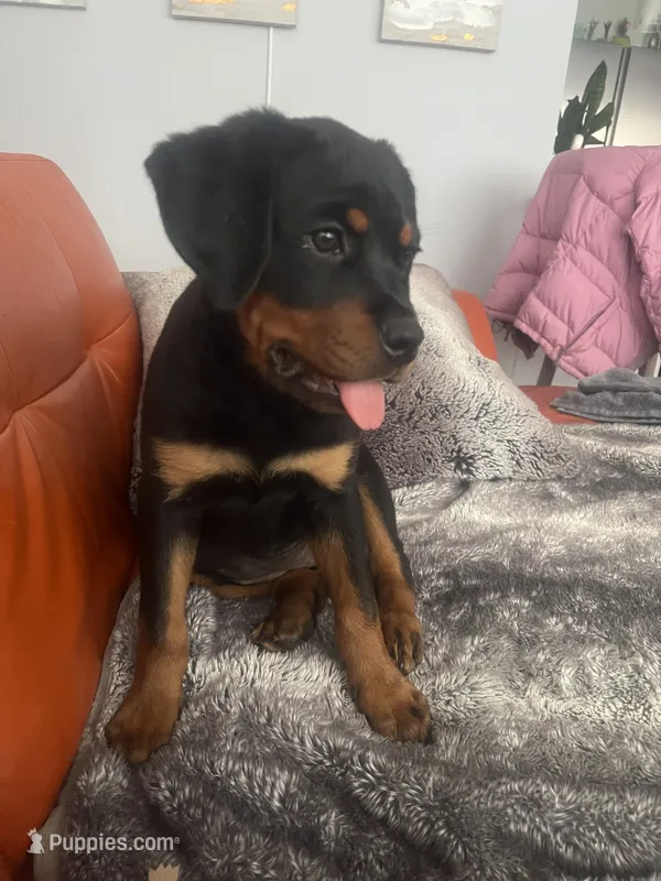 Rollie  – Rottweiler puppy for sale in Highland Park, IL