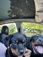 Red, a female Rottweiler for sale in Chicago, IL – 4 of 8