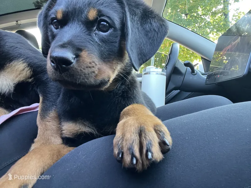 Pinky – Rottweiler puppy for sale in Chicago, IL