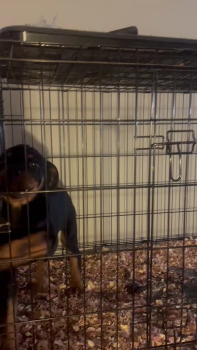Rollie , a male Rottweiler for sale in Highland Park, IL – 3 of 3