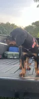 Pinky, a male Rottweiler for sale in Highland Park, IL – 6 of 7