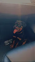 Blue, a male Rottweiler for sale in Chicago, IL – 4 of 6