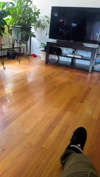 Blue, a male Rottweiler for sale in Chicago, IL – 6 of 6