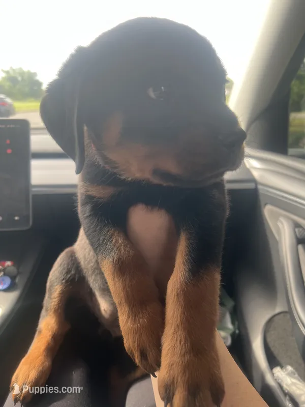 Red – Rottweiler puppy for sale in Chicago, IL