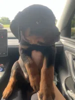 Red, a female Rottweiler for sale in Chicago, IL – 1 of 8