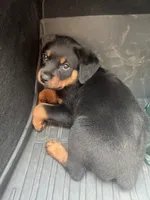 Red, a female Rottweiler for sale in Chicago, IL – 2 of 8