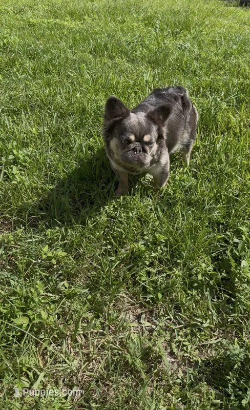 K – French Bulldog puppy for sale in Melbourne, FL