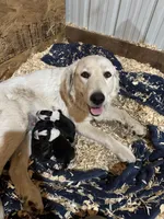 Brindle Female, a female Anatolian Shepherd Dog and Great Pyrenees for sale in Athol, ID – 2 of 2