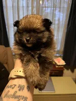 Ruth, a female Pomeranian for sale in Kenosha, WI – Photo 1 of 8