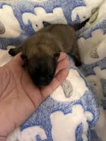 Ruth, a female Pomeranian for sale in Kenosha, WI – Photo 6 of 8