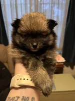 Ruth, a female Pomeranian for sale in Kenosha, WI – Photo 8 of 8