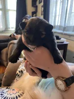 Ruth, a female Pomeranian for sale in Kenosha, WI – Photo 4 of 8