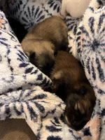 Ruth, a female Pomeranian for sale in Kenosha, WI – Photo 7 of 8