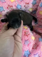 Ruth, a female Pomeranian for sale in Kenosha, WI – Photo 5 of 8