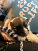 Rahab, a female Pomeranian for sale in Kenosha, WI – Photo 5 of 5