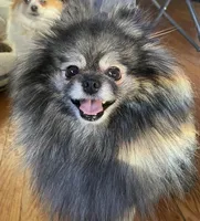 Rahab, a female Pomeranian for sale in Kenosha, WI – Photo 2 of 5