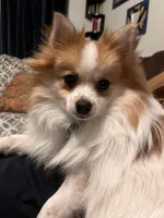 Rahab, a female Pomeranian for sale in Kenosha, WI – Photo 4 of 5