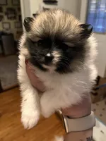 Rahab, a female Pomeranian for sale in Kenosha, WI – Photo 1 of 5