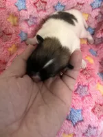 Rahab, a female Pomeranian for sale in Kenosha, WI – Photo 3 of 5