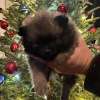 Nezu wolf sable, a male Pomeranian for sale in Kenosha, WI – Photo 2 of 7