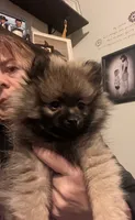 Nezu wolf sable, a male Pomeranian for sale in Kenosha, WI – Photo 1 of 7