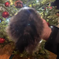 Nezu wolf sable, a male Pomeranian for sale in Kenosha, WI – Photo 6 of 7