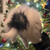 Meatball extreme parti, a male Pomeranian for sale in Kenosha, WI – Photo 8 of 9