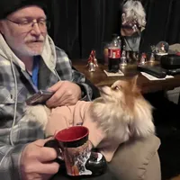 Meatball extreme parti, a male Pomeranian for sale in Kenosha, WI – Photo 2 of 9