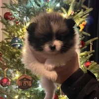 Meatball extreme parti, a male Pomeranian for sale in Kenosha, WI – Photo 1 of 9
